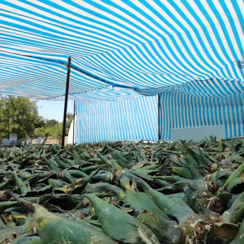Many agaves plants on tables.