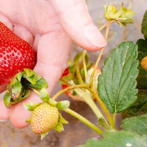 Hand holding a strawberry still attached to the plant