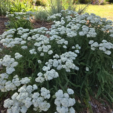Achillea millefolium Sonoma Coast late June