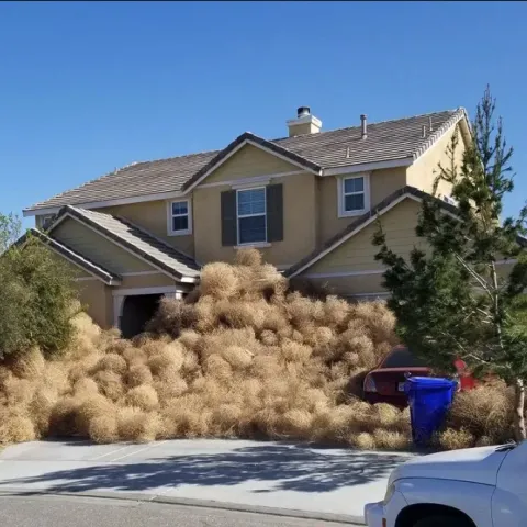 Tumbleweeds piled up against the front of a home.