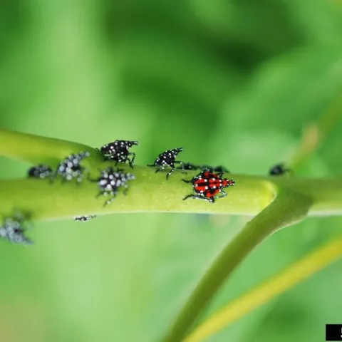 Red, black, and white spotted lanternfly nymphs on a plant.