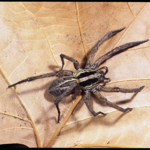 Wolf spider, UC Regents