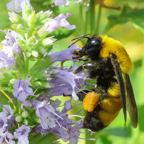 Morrison’s Bumble bee in a Chico garden. Michelle Graydon