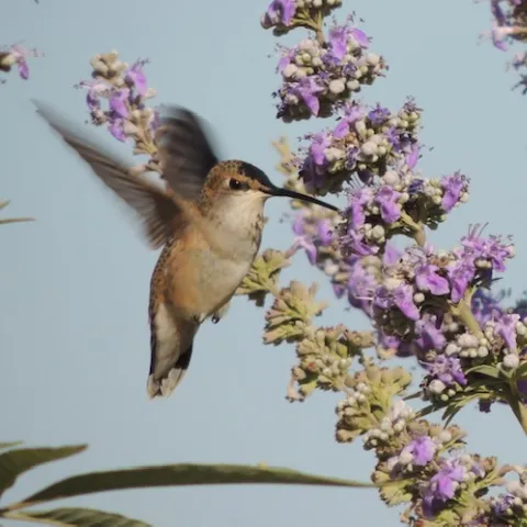 Rufous hummingbird. William Kees