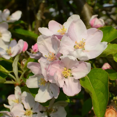 Apple blossoms