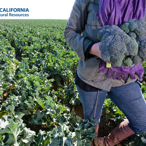 A person standing in a field holding broccoli