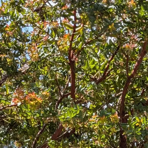 Best California Native Trees for Home Gardens