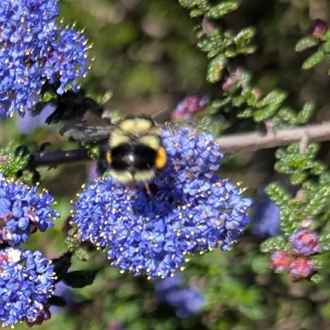 Ceanothus Wild Lilac attracts pollinators and California native bees