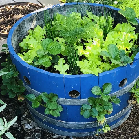Container Garden Barrel
