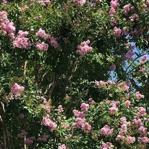 Crape myrtle tree