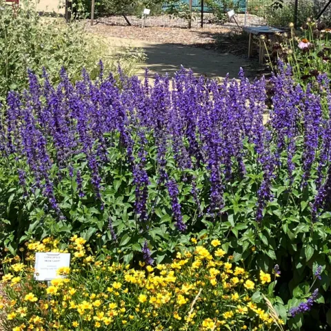 Demonstration Garden Native Plant Bed