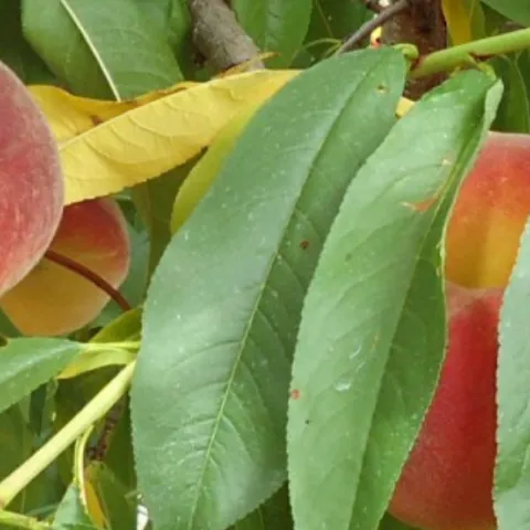 Peach on tree