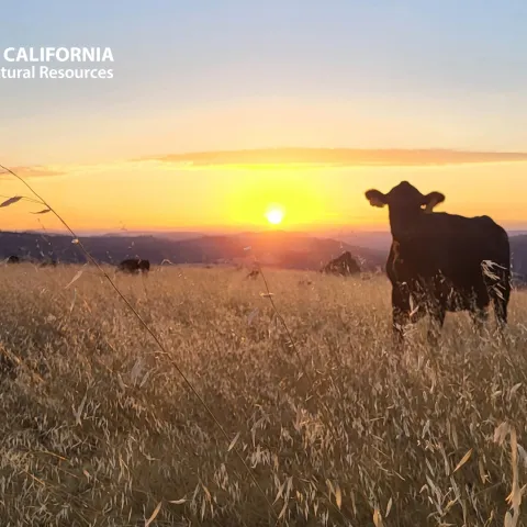 A cow in a field at sunset