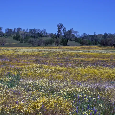 Flowers on Rangeland