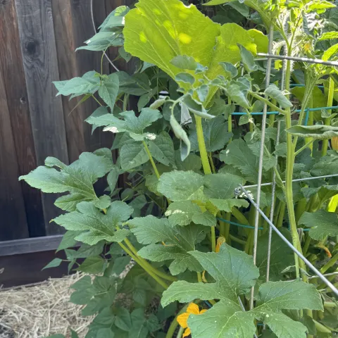 Photo of fully turgid squash leaves the next day at 9am with no additional water from the normal deep soaking.