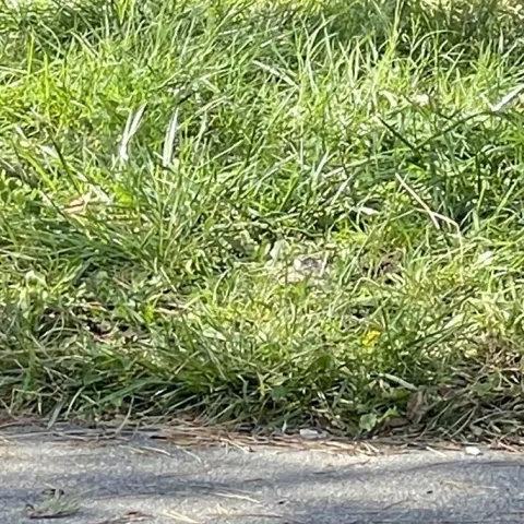 Information on how to remove grass lawn for replanting a home landscape