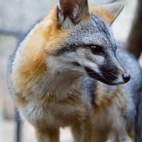 Gray fox