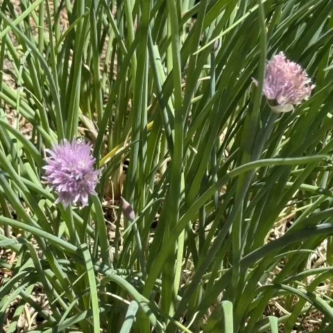 Long tubular green leaves with lavender ball flowers