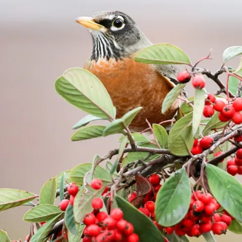 Heteromeles arbutifolia California native Toyon