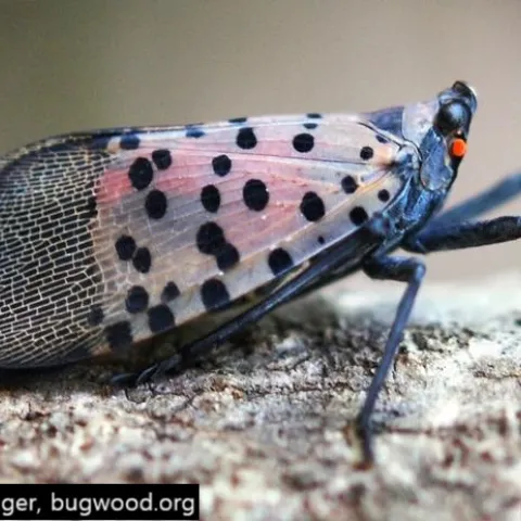 invasive species image