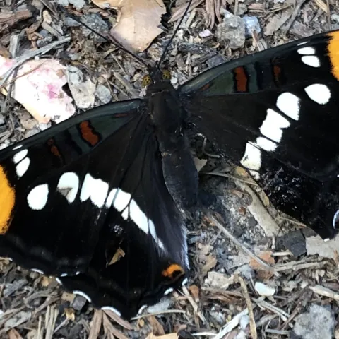 Adelpha californica, California Sister Butterfly is dark brown with white spots and orange patches