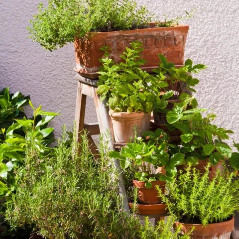Pots with herbs in them