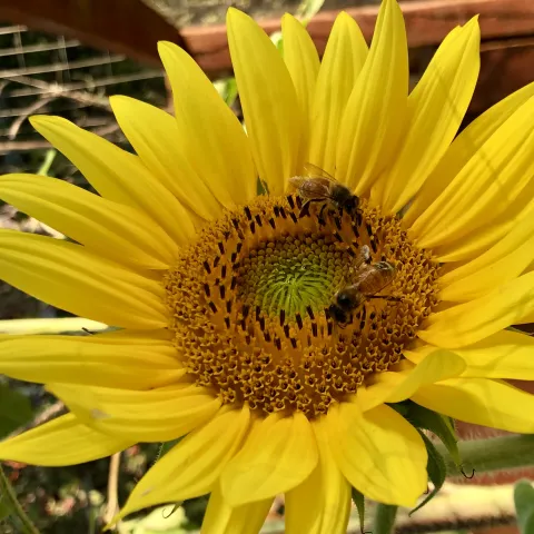 yellow sunflower with honey bee