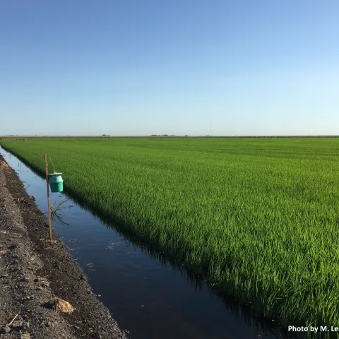 Armyworm bucket trap