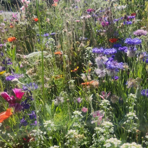 Photo of wildflowers.