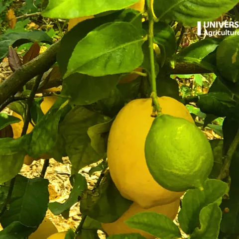 A lemon tree at Lindcove Research and Extension Center