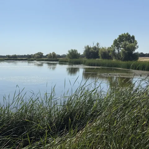 Photo of the Woodland Regional Park Preserve wetlands.