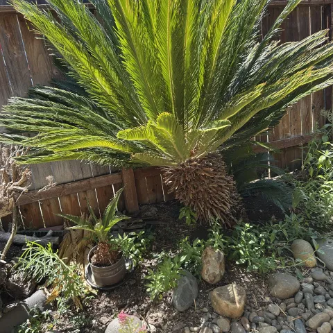 sago palm mother plant