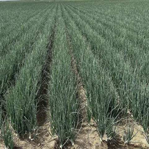 onion field