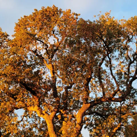Oak Evening Light