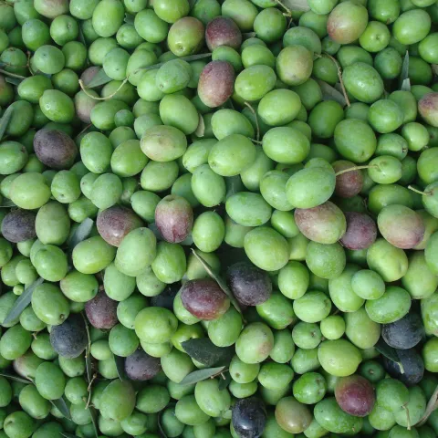 Olive Nitrogen Blog Pic