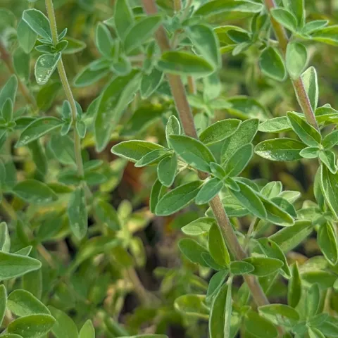 Oregano and Sweet Marjoram expert garden and use tips