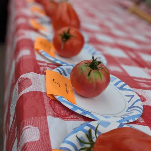 tomato tasting