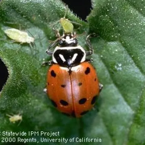 Photo UC Statewide IPM Project, Aphids