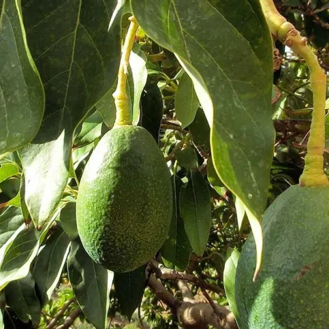 Amazing Avocadoes - Anaheim