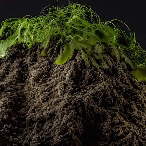 Compost: A Magical Transformation - Laguna Niguel