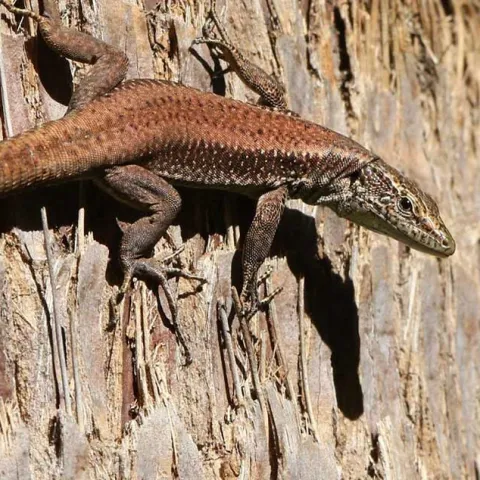 Create a Backyard Wildlife Habitat - Mission Viejo