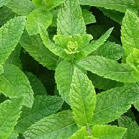 Growing Herbs - Laguna Beach