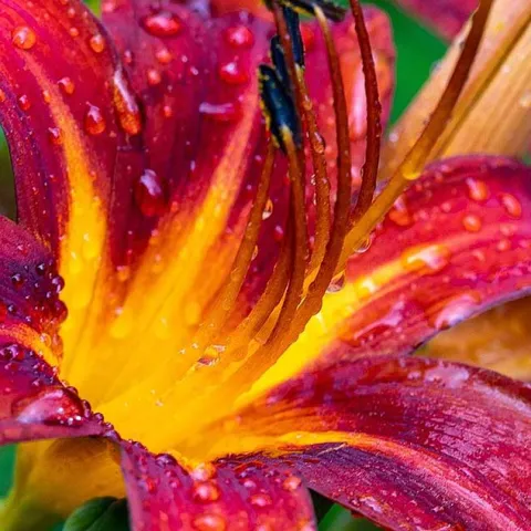 Growing Perennials - Laguna Woods