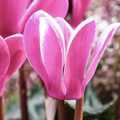 Growing Shade Plants - Lake Forest