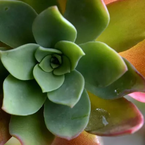 Growing Succulents - Foothill Ranch