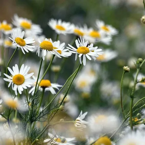 Monarch Nature Trail Volunteer Day