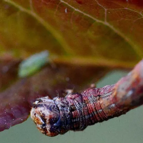 Pests That Bug Gardeners - Mission Viejo