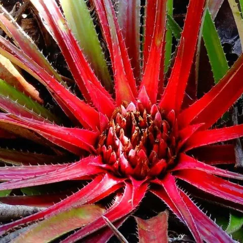 Epiphytes - Zoom Presentation