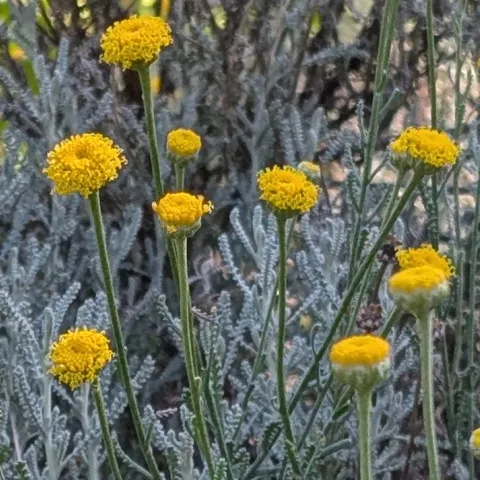 Santolina grows well in Sonoma County