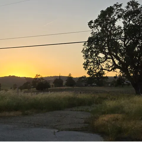 Sunset Oak